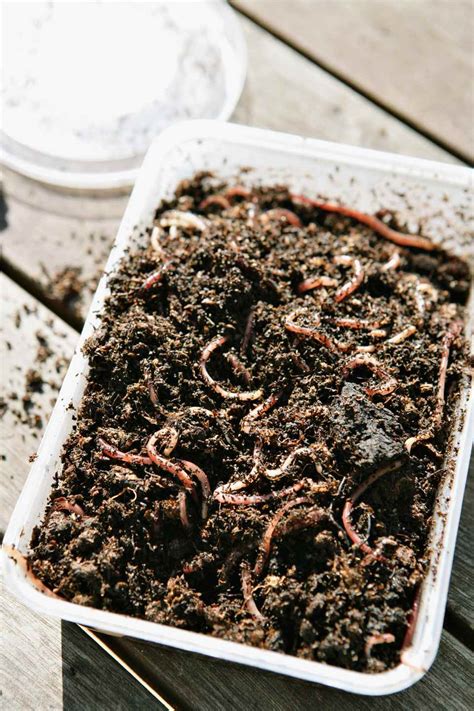 On this page, we'll discuss why you need pest control facebook ads and seven steps for getting started. How to Set Up a Worm Bin for Vermicomposting