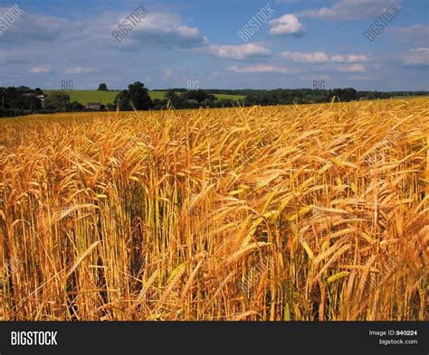 Farmland Cereal Crops Image And Photo Free Trial Bigstock