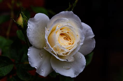 Ingyenes Háttérképek Virág Virágszirom Hybrid Tea Rose Fű Rosa