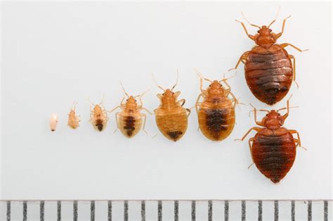 Bed Bug Facts Protecthermal