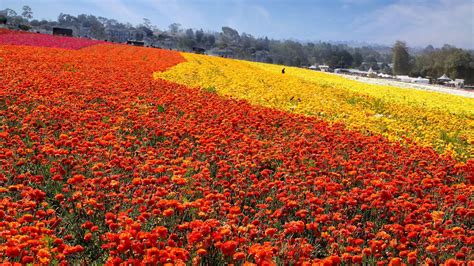 Your Chance To See Southern Californias Epic Wildflower Bloom Is