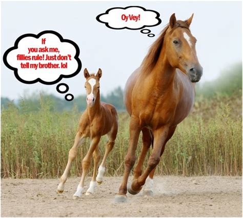 Mares Vs Geldings A Light Hearted Look At The Battle Of