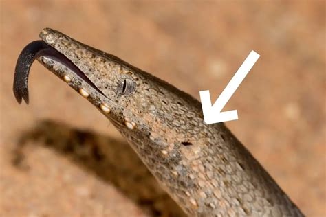 Legless Lizards Vs Snakes 8 Differences