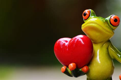 200 free liebe frösche and frog images pixabay