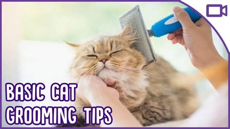 Basic Cat Grooming Top Tips Youtube