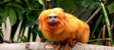 Plural De Mico Leão Dourado