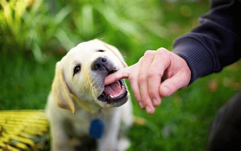 How To Get Labrador Puppy To Stop Biting