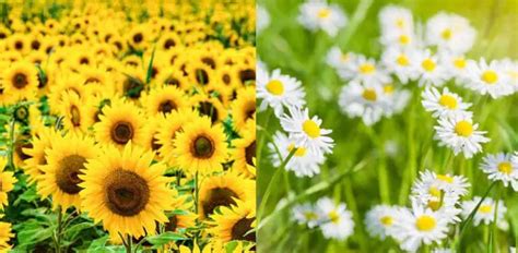 Daisy Vs Sunflower Differences And Similarities Explained