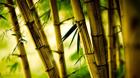 fondo de pantalla de bambú hd papel de bambú 1920x1080 WallpaperTip