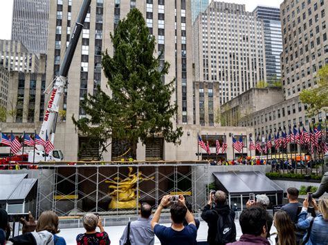 A Giant Christmas Tree Is Once Again Raised At New York Citys