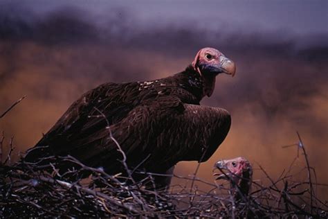 Lappet Faced Vulture With Chick Torgos Tracheliotus Flickr
