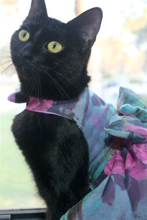 Goo.gl/k8tffr ▻ 2nd channel dogsareawesome cat cats pretty eyes black cats cats in clothes cats ...