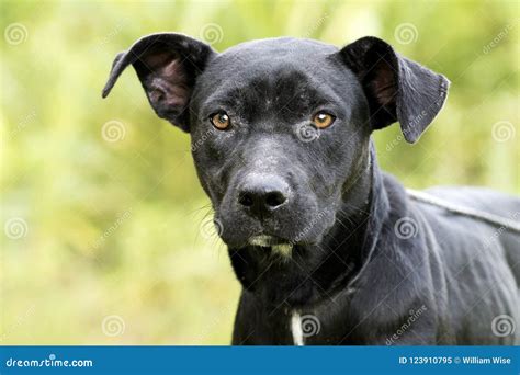 Black Labrador Pitbull Mix Puppies