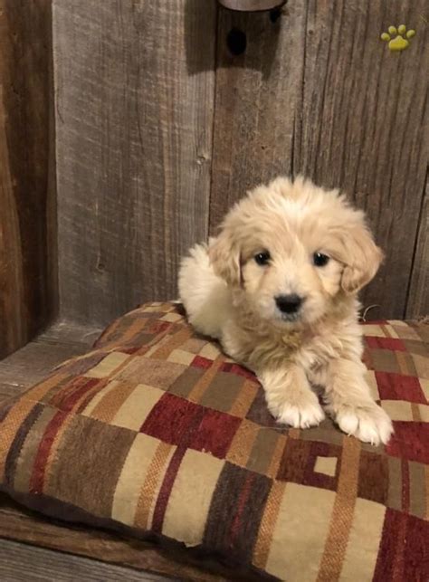 A good breeder will not only help match the perfect puppy for your family, they will also adhere to ethical and responsible canine care. Joe - Mini Goldendoodle Puppy for Sale in Tyrone, PA ...