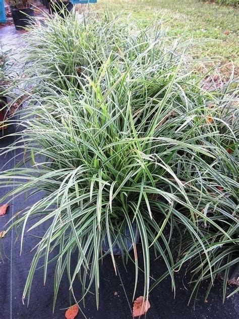 Free shipping on qualified orders. Carex 'Ice Dance' | Mondo grass, Ground cover, Variegated ...