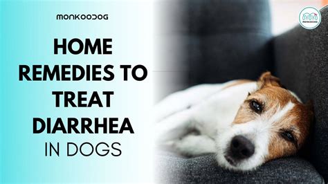How To Treat Diarrhea In Dogs With Home Remedies Monkoodog