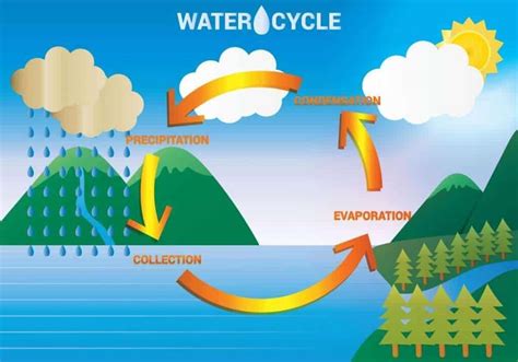 What Is The Water Cycle In Ecology Diagram Steps And Facts