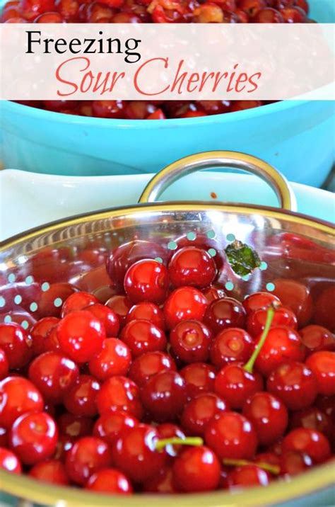 Freezing Sour Cherries Tart Cherries Recipes Sour Cherry Recipes Sour Cherry Pie