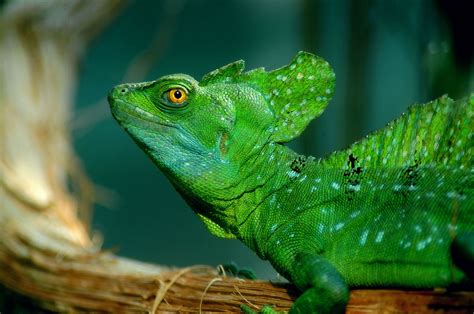 Animal Planet Green Basilisk Lizard