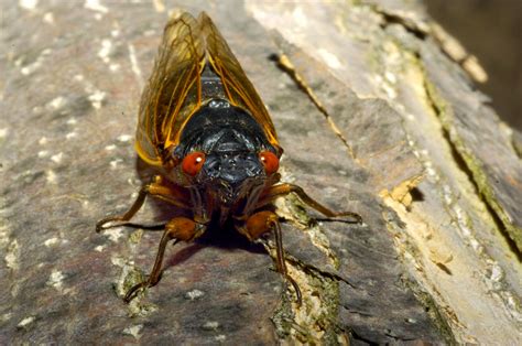Julia schmalz/bloomberg via getty images. Cicada brood to make return this spring in Southern Maryland