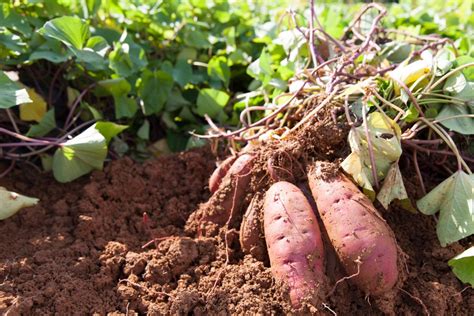 Qual A época De Plantar Batata Doce
