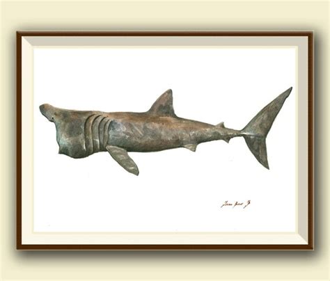 Print Basking Shark Print Shark Painting Art Print Shark Etsy
