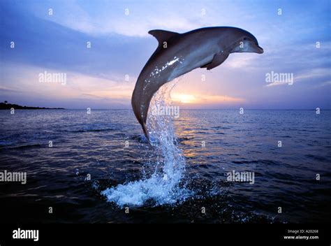 Bottlenose Dolphin Jumping At Sunset Tursiops Truncatus