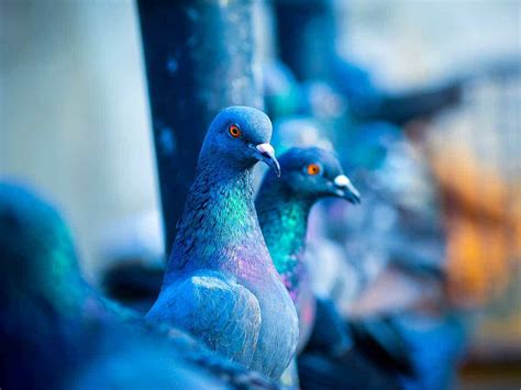 One effective method is to install bird spikes on a tile roof, balcony, solar panel, or gutter, proofing pigeons landing, roosting, or nesting. 10 Ways to Get Rid of Pigeons