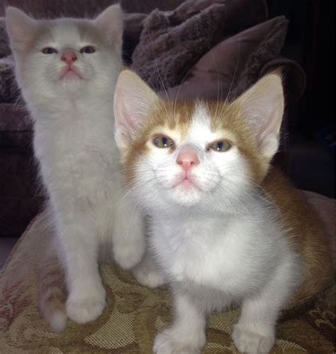 Super Cute And Friendly Kitten Billingshurst West Sussex Pets4homes