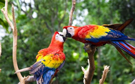 Cute Love Bird Colorful Parrot Hd Wallpapers Hd Wallpapers