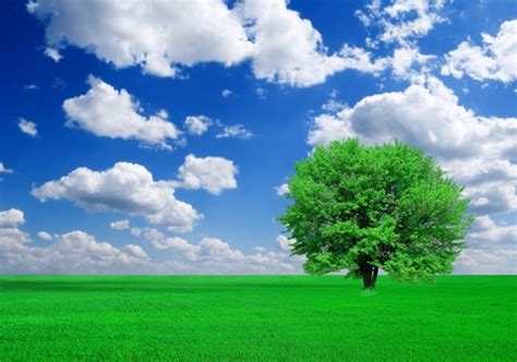 Trees Grass Blue Sky And Highdefinition Picture Free Stock