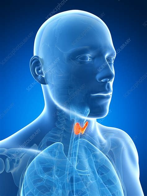 Human Thyroid Gland Illustration Stock Image F0107159 Science