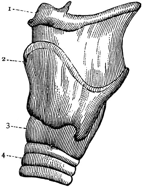 Larynx Clipart Etc