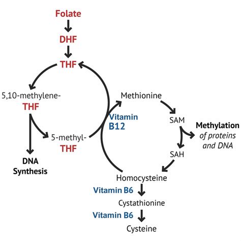 Vitamin b complex vitamins are some of the most common deficiencies in the world. Vitamin B6 Foods, Supplements, Deficiency, Benefits, Side ...