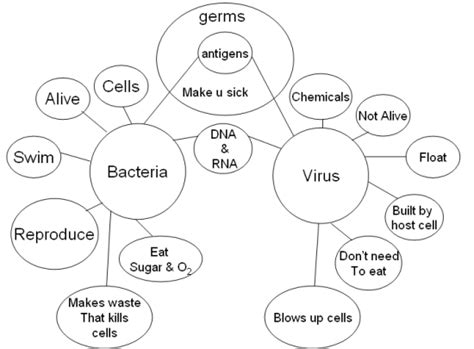 Virus Webquest Worksheet Answers - Worksheet Works