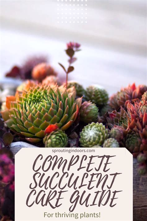But there is one kind of cactus i found too hard to keep alive. Complete Succulent Care Guide in 2020 | Succulent care ...