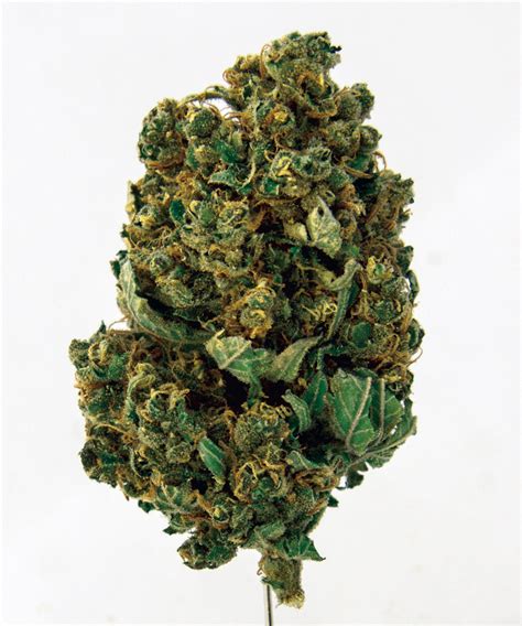 Traffic light bus symbols at 10 station intersections along the c3 route have also been switched on. Durban Poison Cannabis Flower at DANK Dispensary in Denver