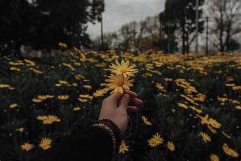 This app consists of many varieties of yellow aesthetic wallpapers. Yellow Aesthetic Laptop Wallpapers - Top Free Yellow ...