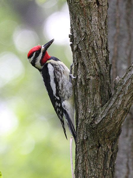 #drinktree get sapsucker hard at an lcbo near you. Yellow-Bellied Sapsucker Facts