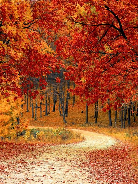 Autumn 4k Wallpaper Red Leaves Forest Pathway Scenery Fall Trees