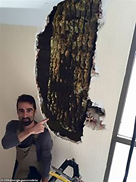 Couple Are Kept Awake By Noise In Their Wall For Two Years Only To Discover A Hive Of Bees