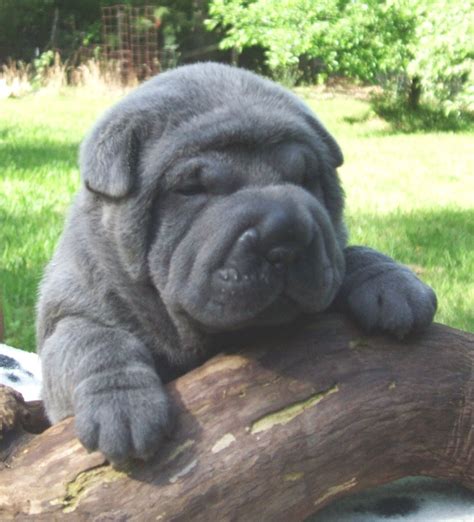 I Miss My Wrinkles And This Looks Just Like He Did As A Pup Shar Pei