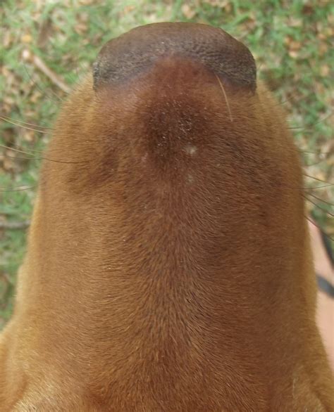 Why Does My Dog Have Crusty Sores On Her Nose And What Can I Do About It