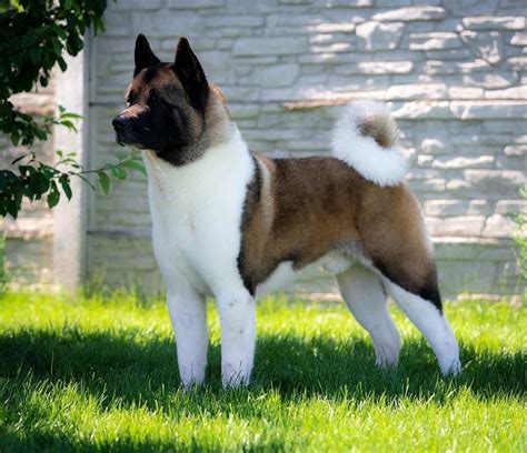 American Akita All For Almighty Before Heaven Almighty Akitas