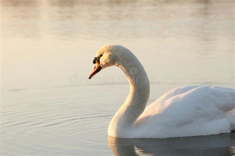 Cisnes Hermosos En Un Lago En La Puesta Del Sol Foto De Archivo