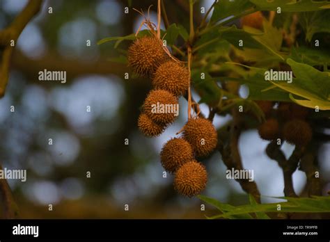 Sycamore Nut And Leaves Stock Photo Alamy