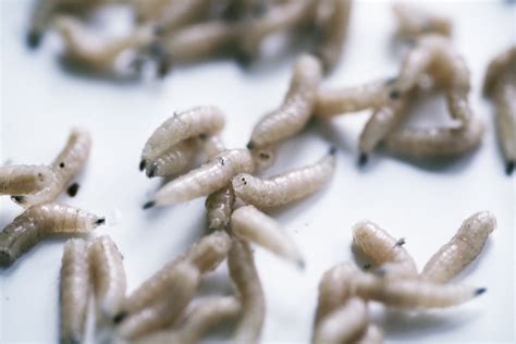 Can Maggots Hide In Carpet