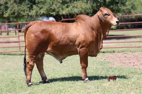 Lot 6 - Mr. Double A 58/1 | Cattle In Motion | Cattle Auctions | Live ...