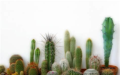Cactus Wallpaper Backgrounds Wallpapersafari