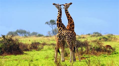 10 Days Best of Uganda Safari: - uganda safaris, gorilla trekking